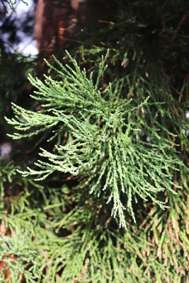 Sequoiadendron giganteum - sekvojovec obrovský - jehlice léto